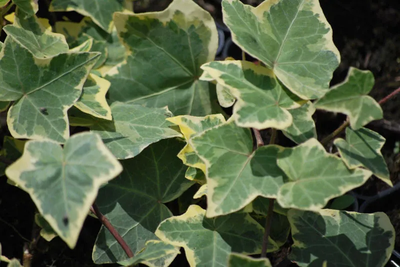Plant Nursery 01