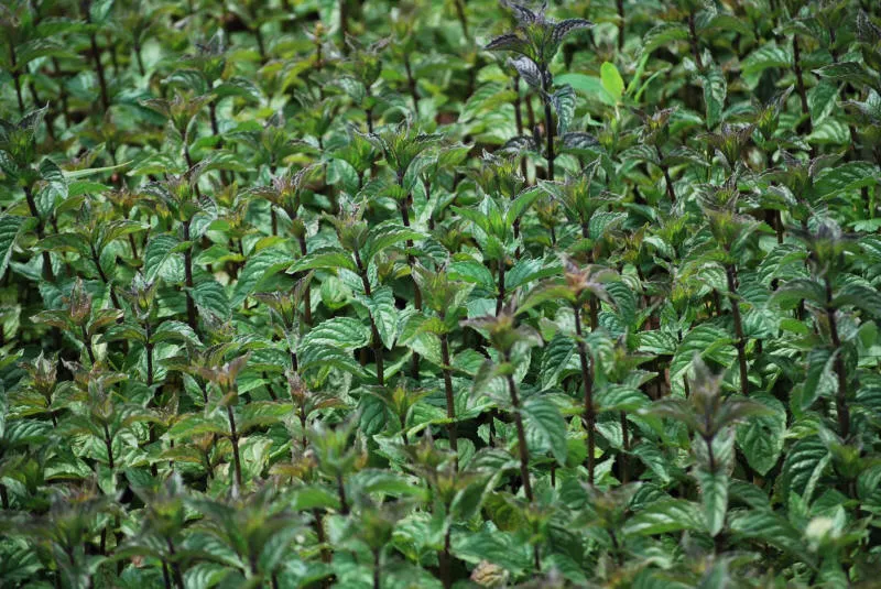 Seedlings 03