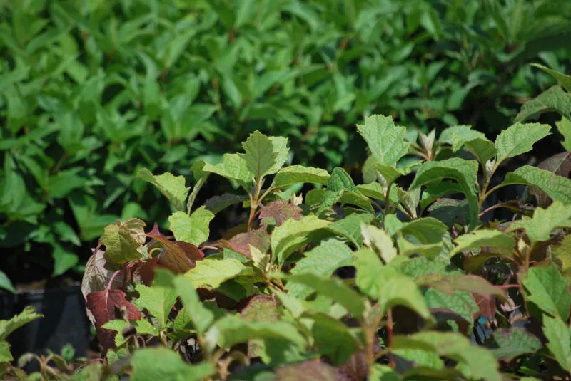 Seedlings 04