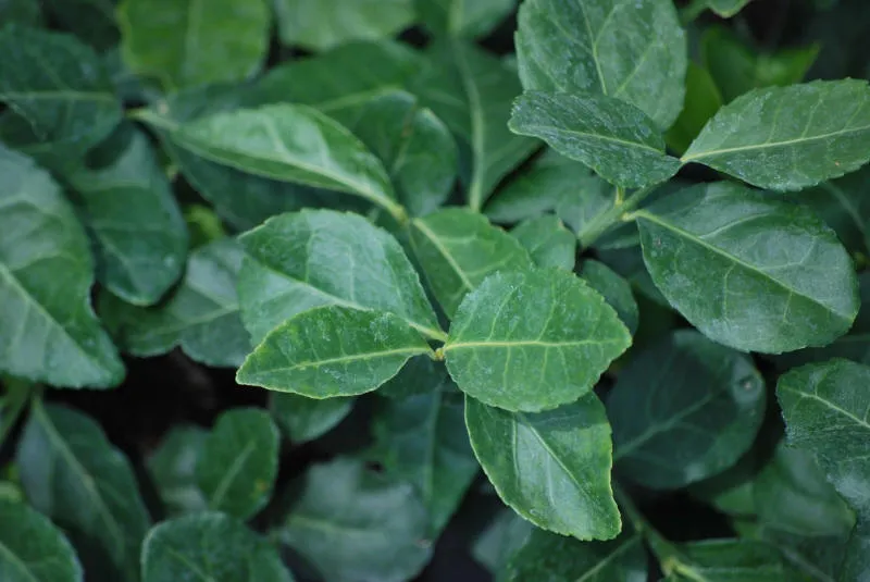 Cuttings 05