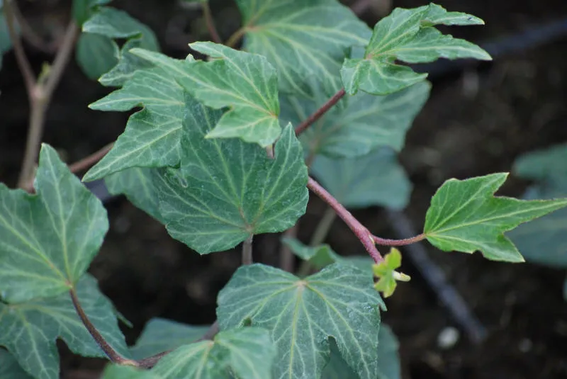 Seedlings 06