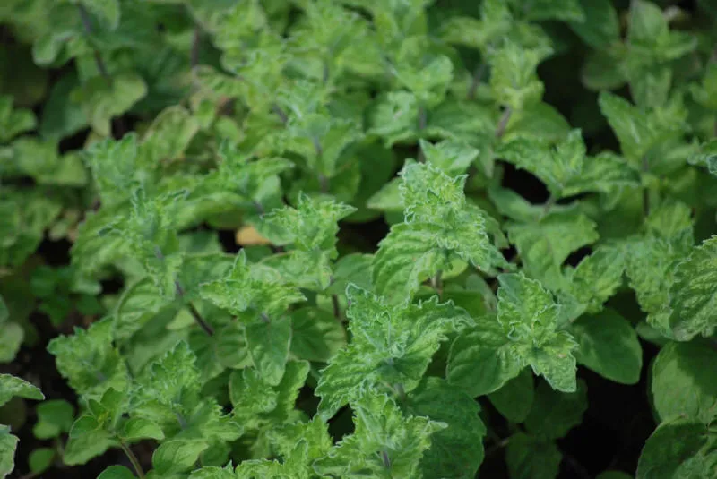 Seedlings 07