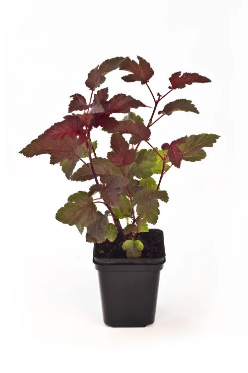 Seedlings 13