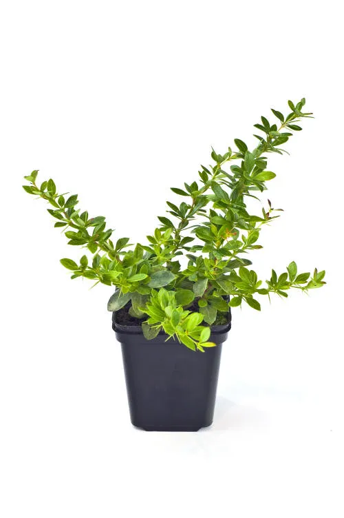 Seedlings 14