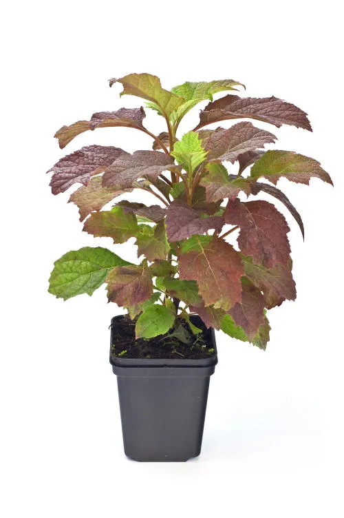 Seedlings 15