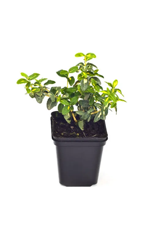 Seedlings 16