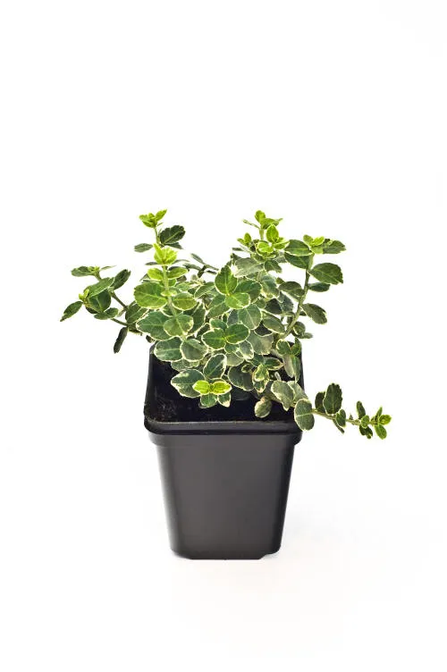 Seedlings 17