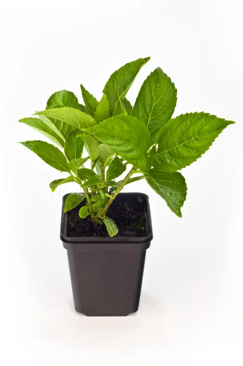 Seedlings 18