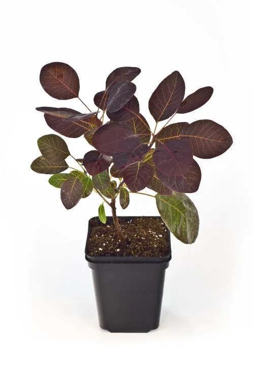 Seedlings 19