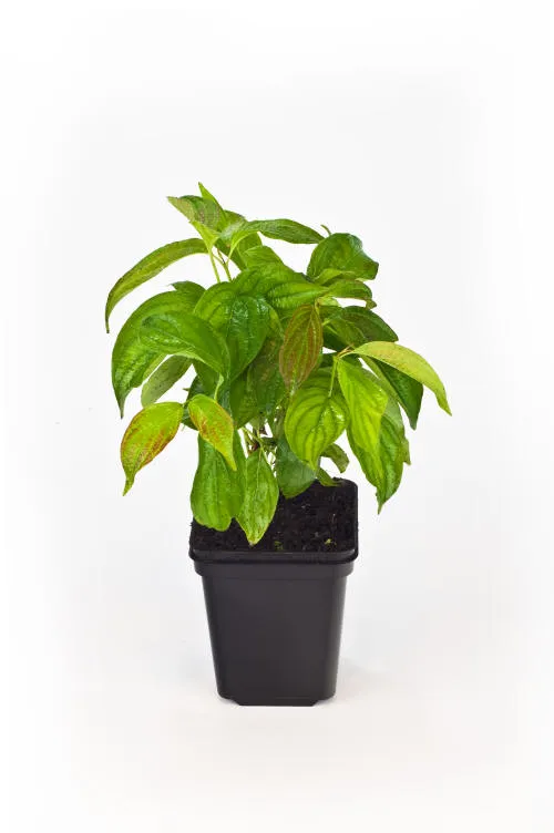 Seedlings 20