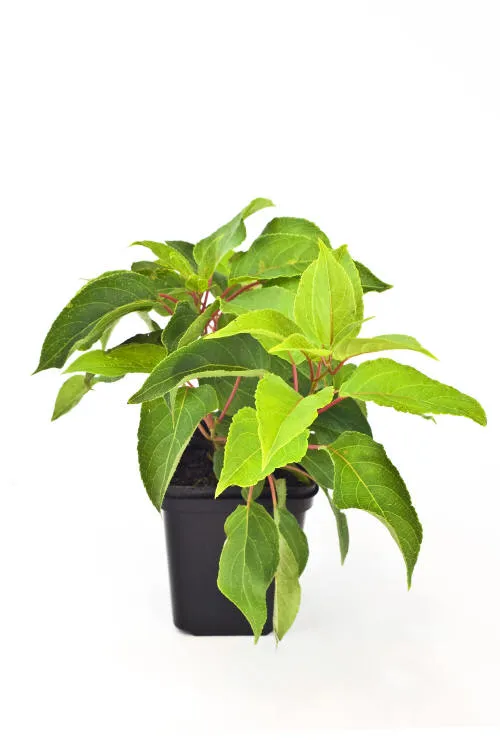 Seedlings 22