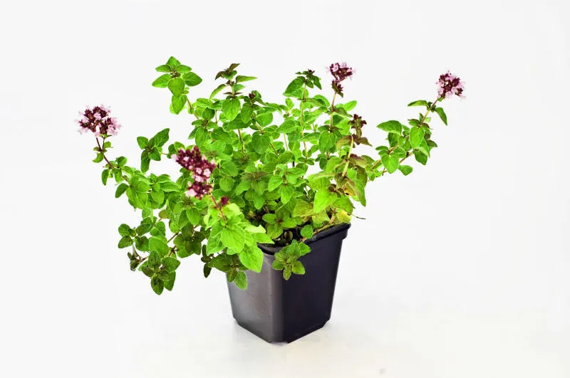 Seedlings 23