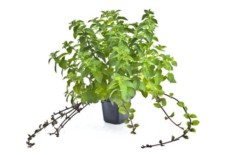 Seedlings 24