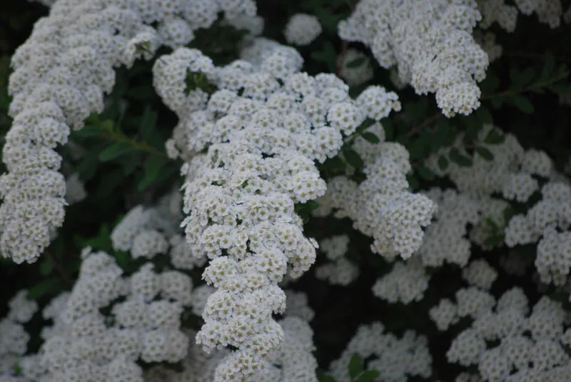 Seedlings 30