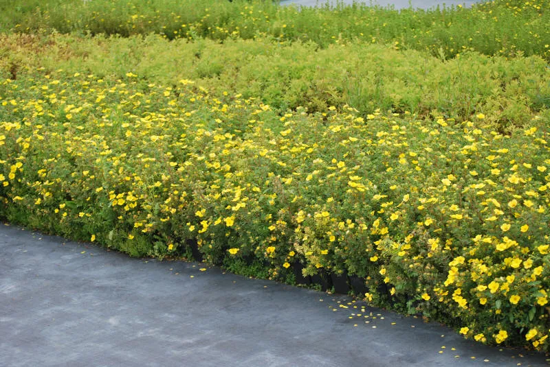 Seedlings 31