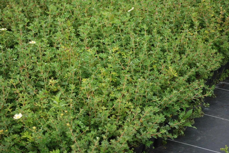 Seedlings 32