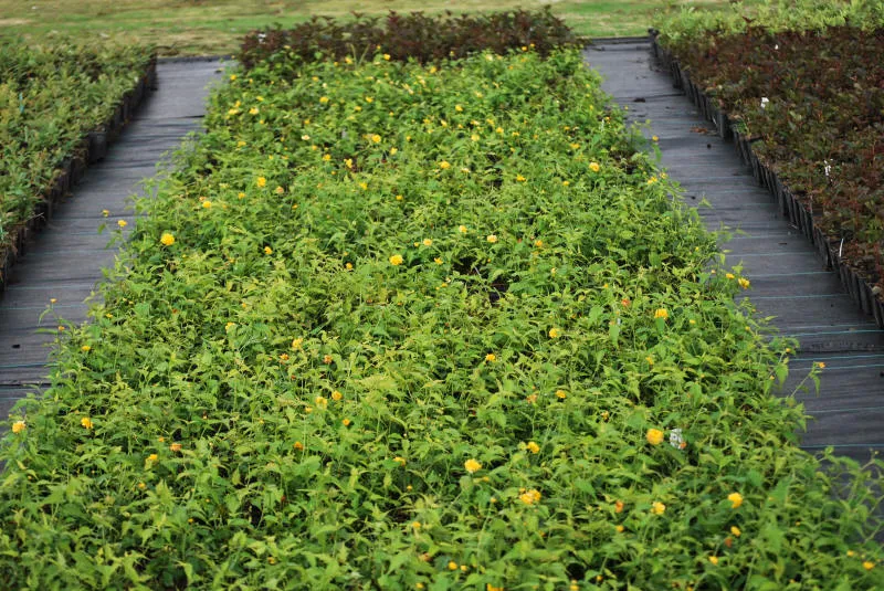 Seedlings 33