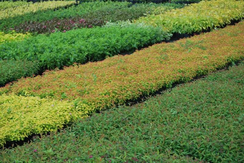 Seedlings 34