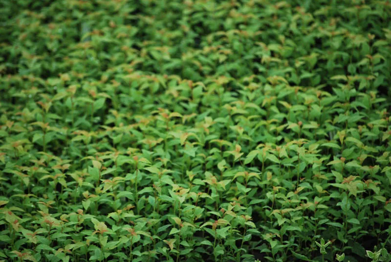 Seedlings 35