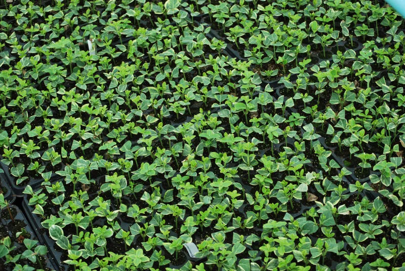 Seedlings 36