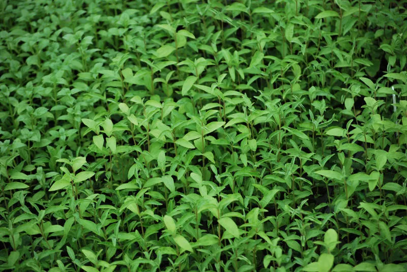 Seedlings 37