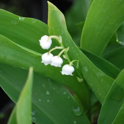Convallaria majalis seedling
