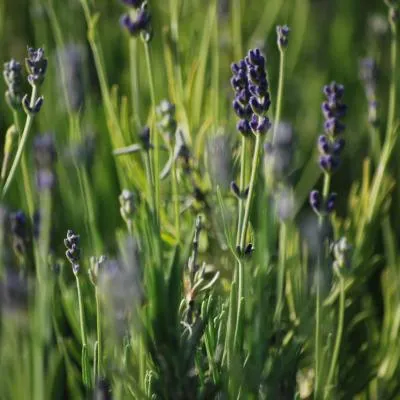 Lavandula angustifolia Hidcote seedling